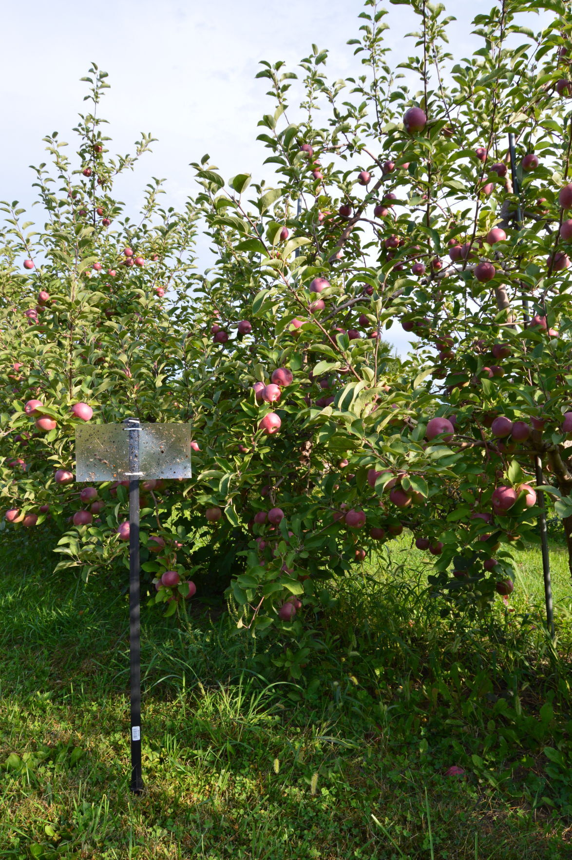 BMSB Trap Orchard 2018 6